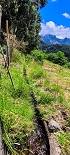 Plants: image 96 Of 208 Thumb